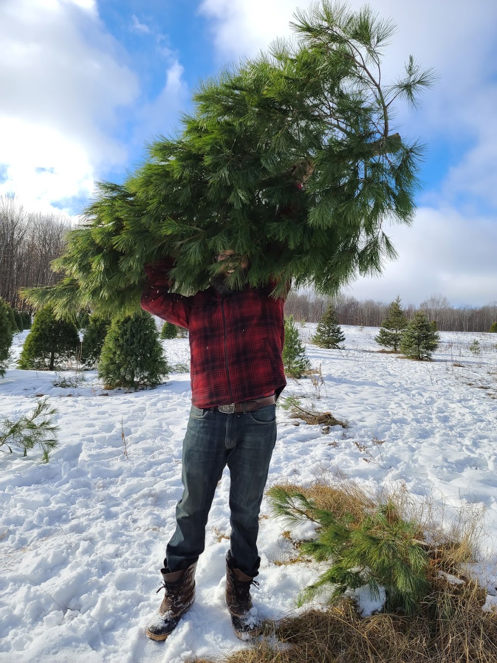 Desroches Tree Farm | 334 Macavalley Rd, Tiny, ON L9M 1R2, Canada | Phone: (705) 549-2271