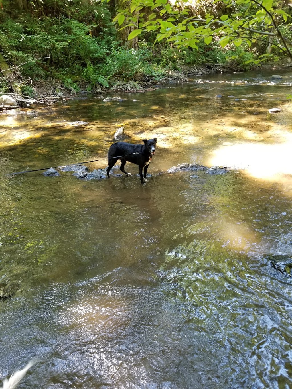 Whatcom Falls Park | 1401 Electric Ave, Bellingham, WA 98229, USA | Phone: (360) 778-7000