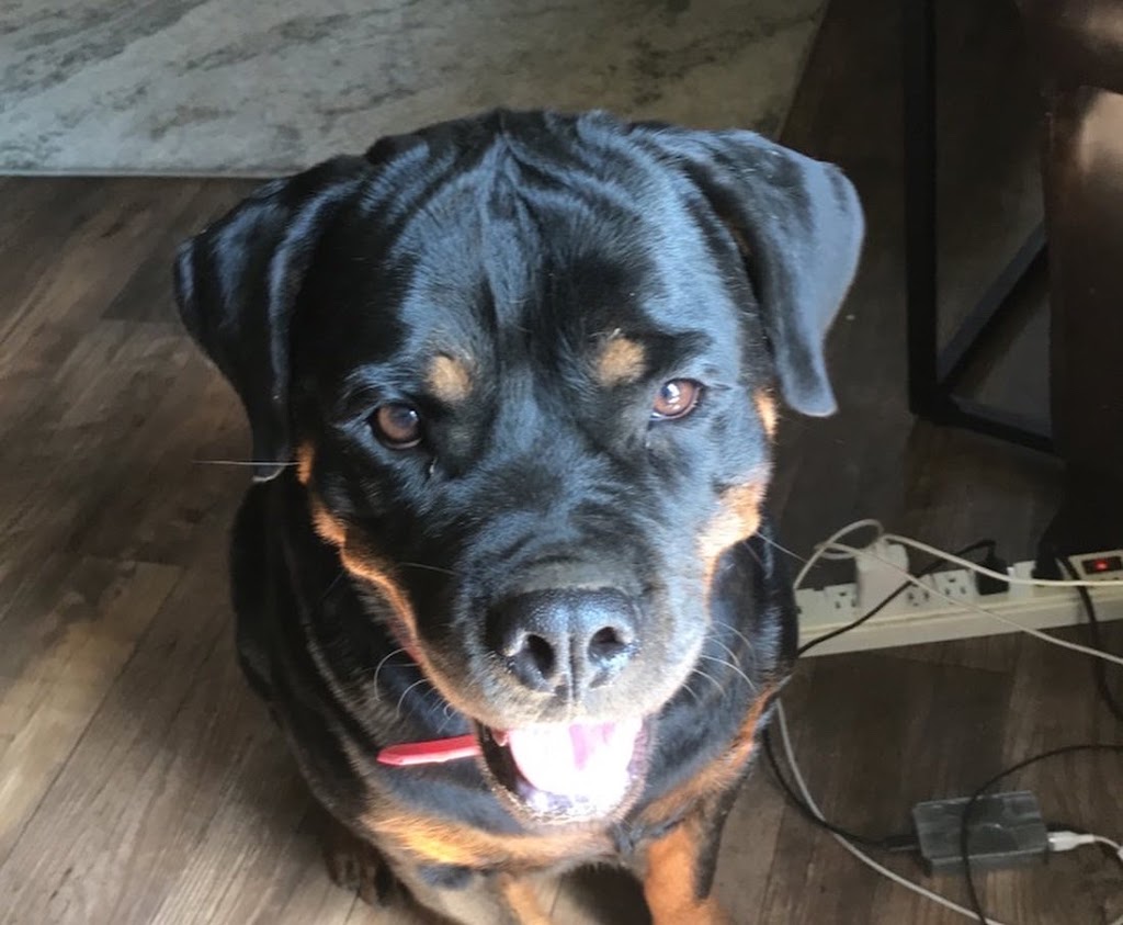 Colossal Onyx Rottweilers | 4956 Fifth Line, Erin, ON N0B 1T0, Canada | Phone: (519) 827-6620