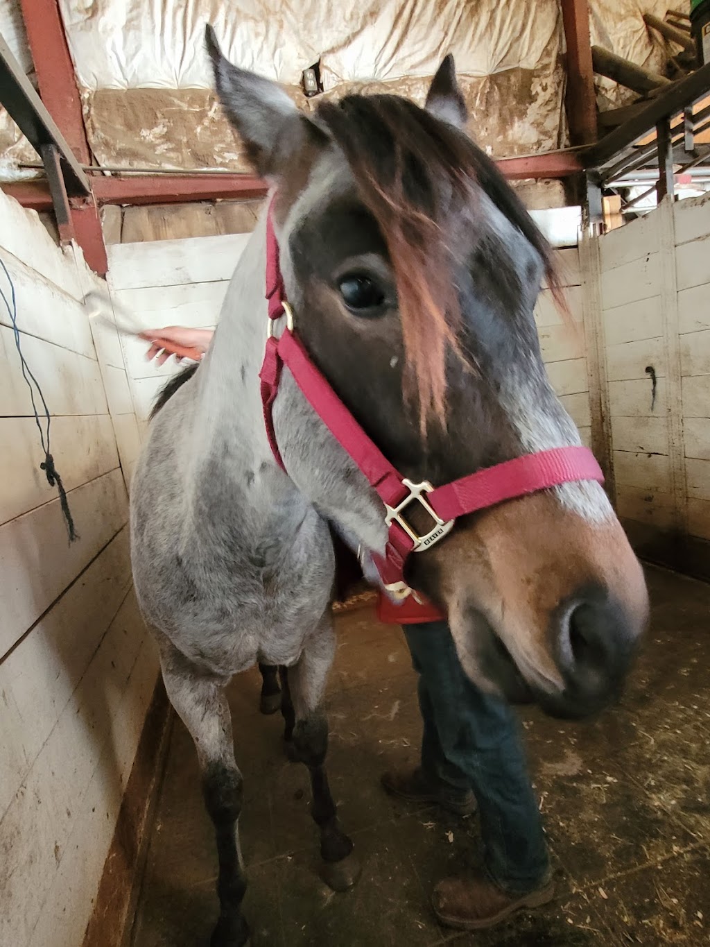 Sandridge Stables | 22335 Township Rd 520, Sherwood Park, AB T8C 1E2, Canada | Phone: (780) 922-7383