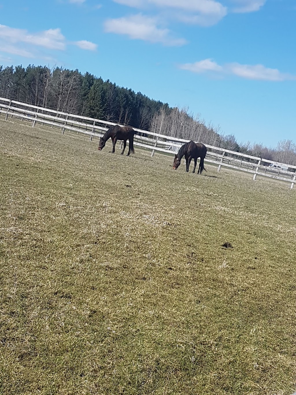 Devonshire Stables | 6211 4 Line, Fergus, ON N1M 2W5, Canada | Phone: (519) 787-9310