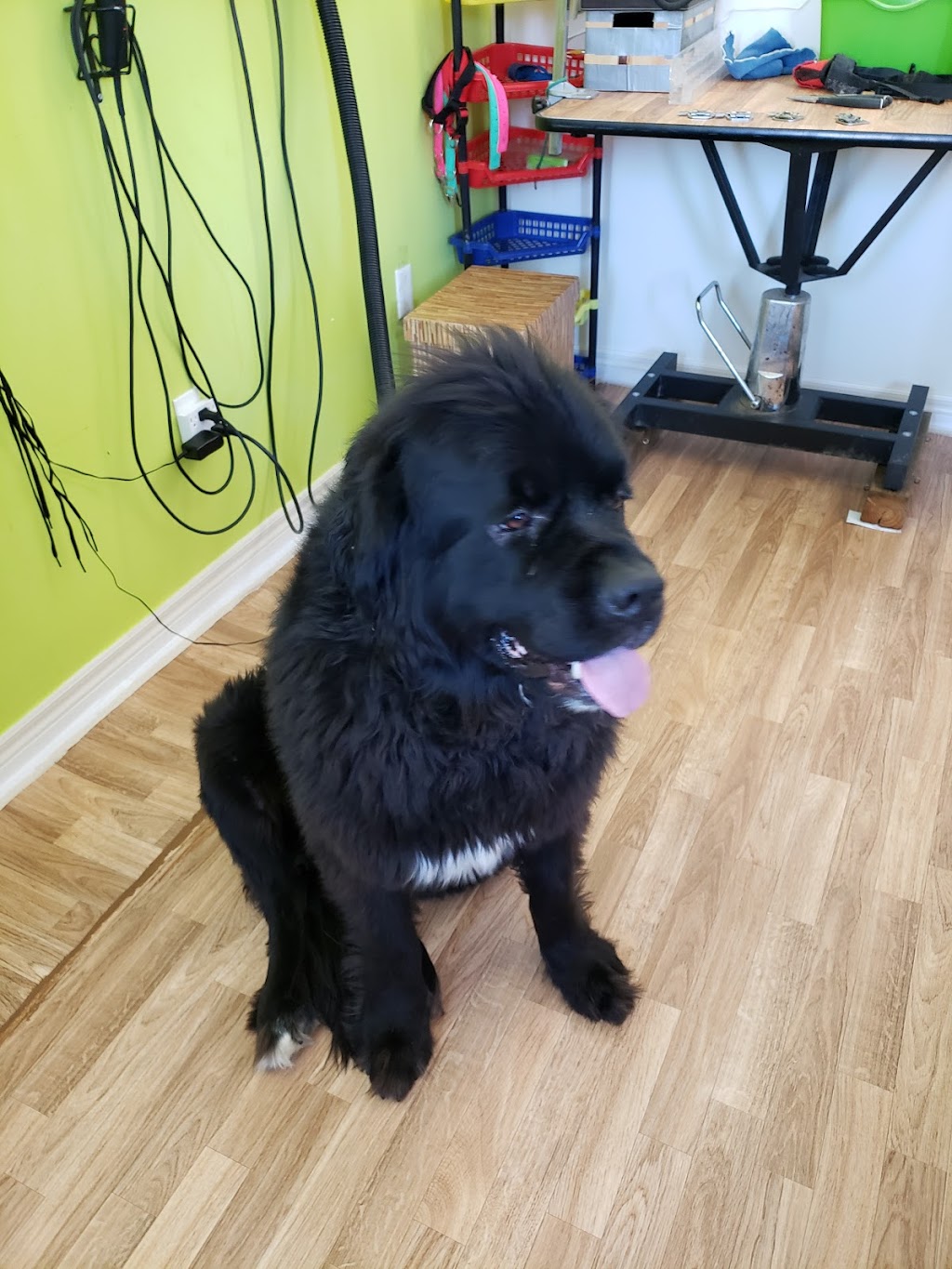 Yuppy Puppy Spa | 78 Barnstone Dr, Markham, ON L6E 0L9, Canada | Phone: (647) 886-6312