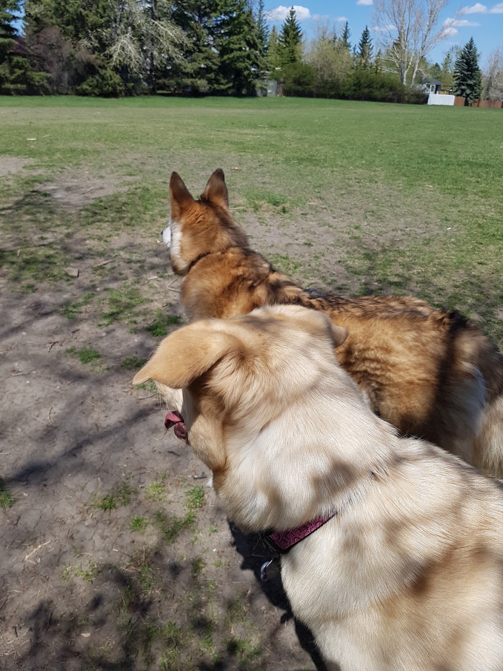 Off leash Park | Braeside, Calgary, AB T2W 1R9, Canada