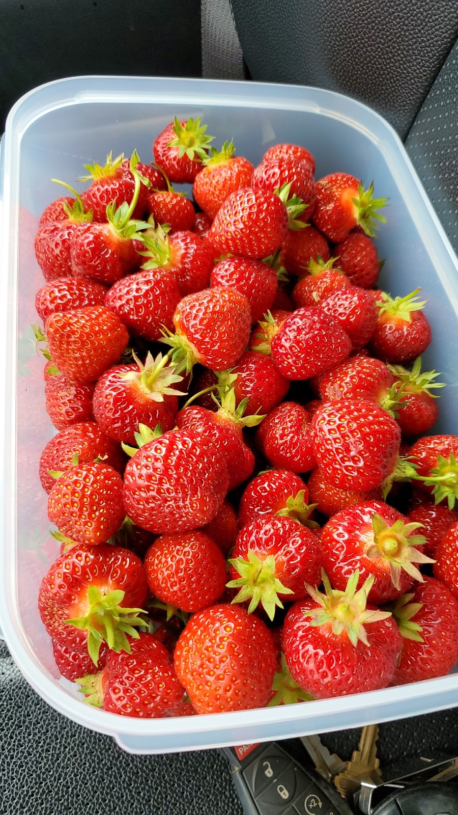 Shore Breeze Farm | 7533 PE-19, Bonshaw, PE C0A 1C0, Canada | Phone: (902) 393-2033