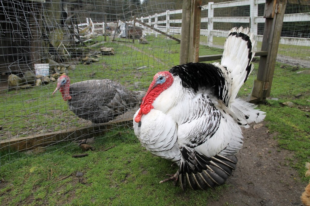 Farm Ventures | 713 Sullivan Rd, Roberts Creek, BC V0N 2W6, Canada | Phone: (604) 993-0334