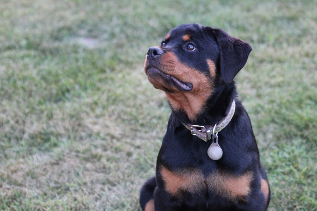 Wag-N-Tails Pet Boarding | 36041 Rge Rd 272 Red Deer County, Innisfail, AB T4G 0M5, Canada | Phone: (403) 304-0338