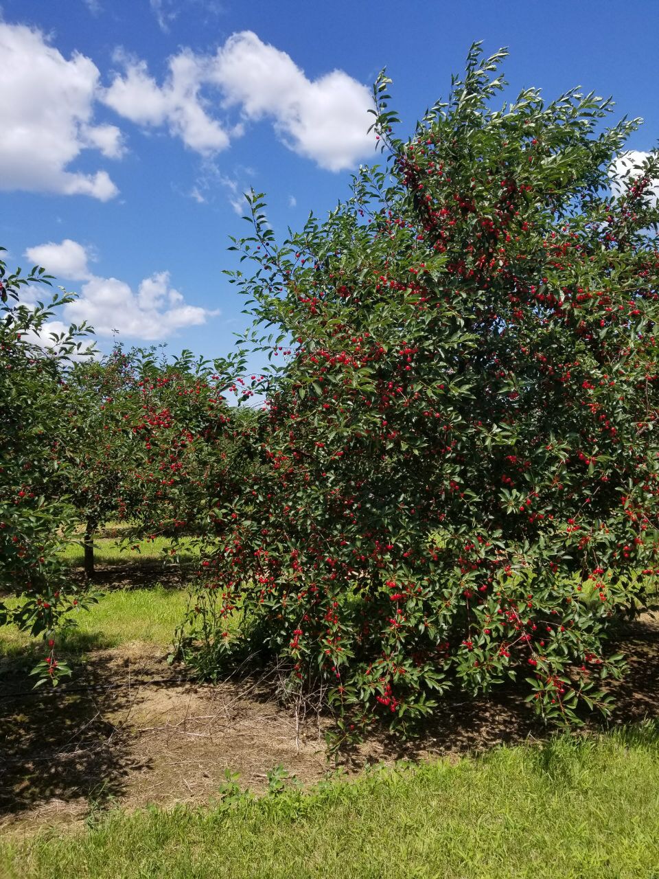 Puddicombe Farms, Winery & Cider - 1468 Hamilton Regional Rd 8, Stoney ...