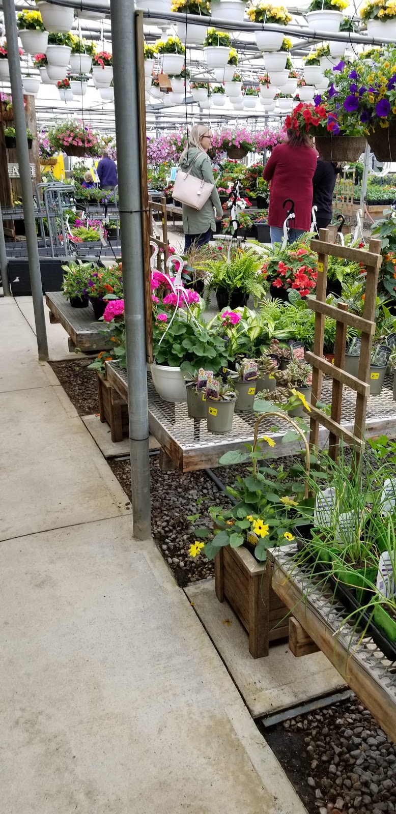 Thuss Greenhouses & Garden Centre | 9185 Townsend Line, Arkona, ON N0M 1B0, Canada | Phone: (519) 828-3338