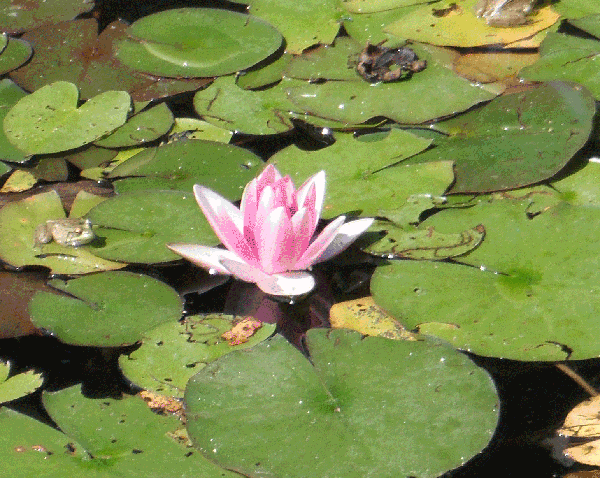 Shimmering Lotus Yoga Studio | 2255 Pilgrim Square, Oshawa, ON L1L 0B5, Canada | Phone: (647) 838-4150