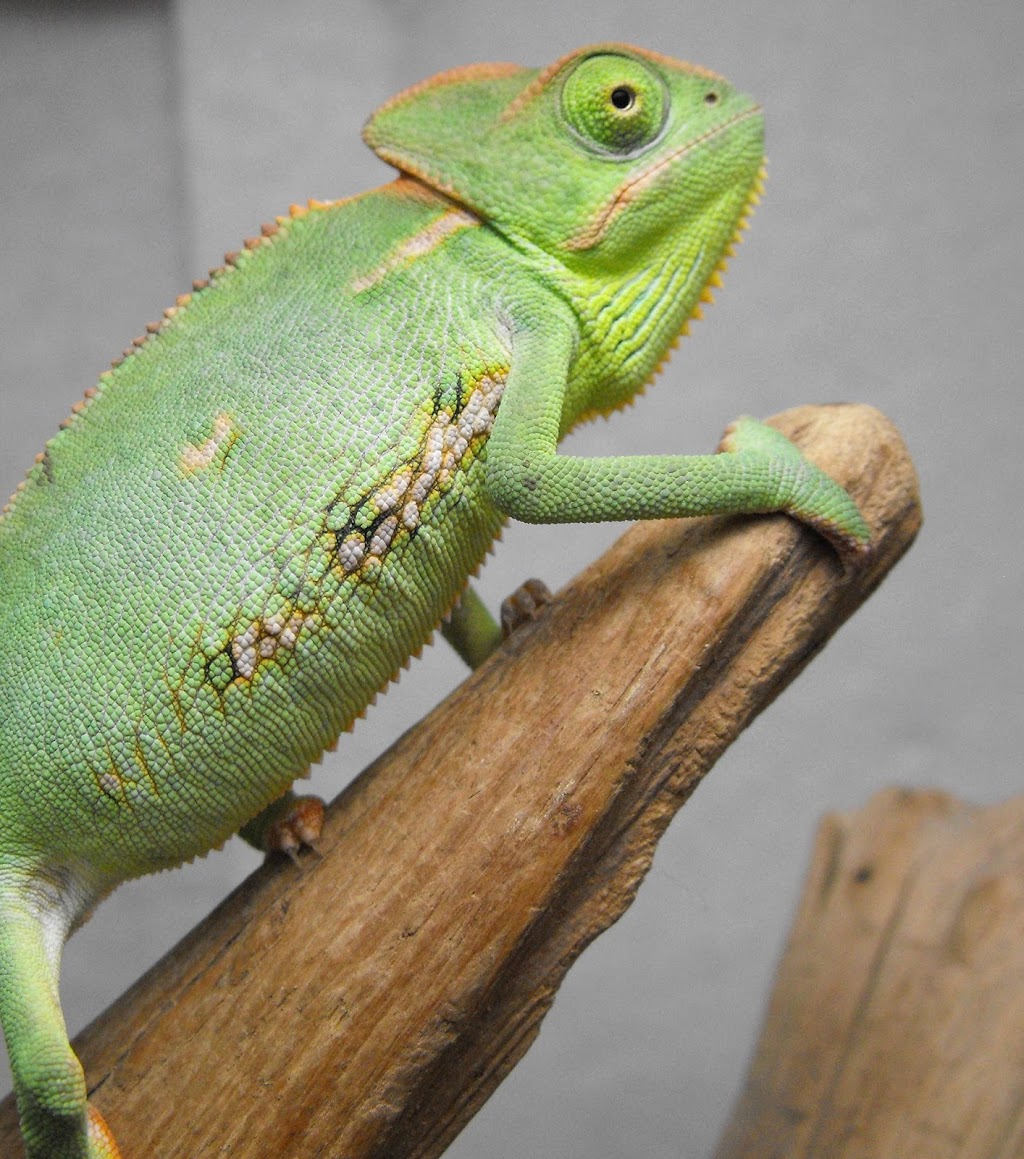 Caméléon-Mauricie | 5-425 Rue Matteau, Trois-Rivières, QC G8Y 5Y3, Canada | Phone: (819) 841-4772