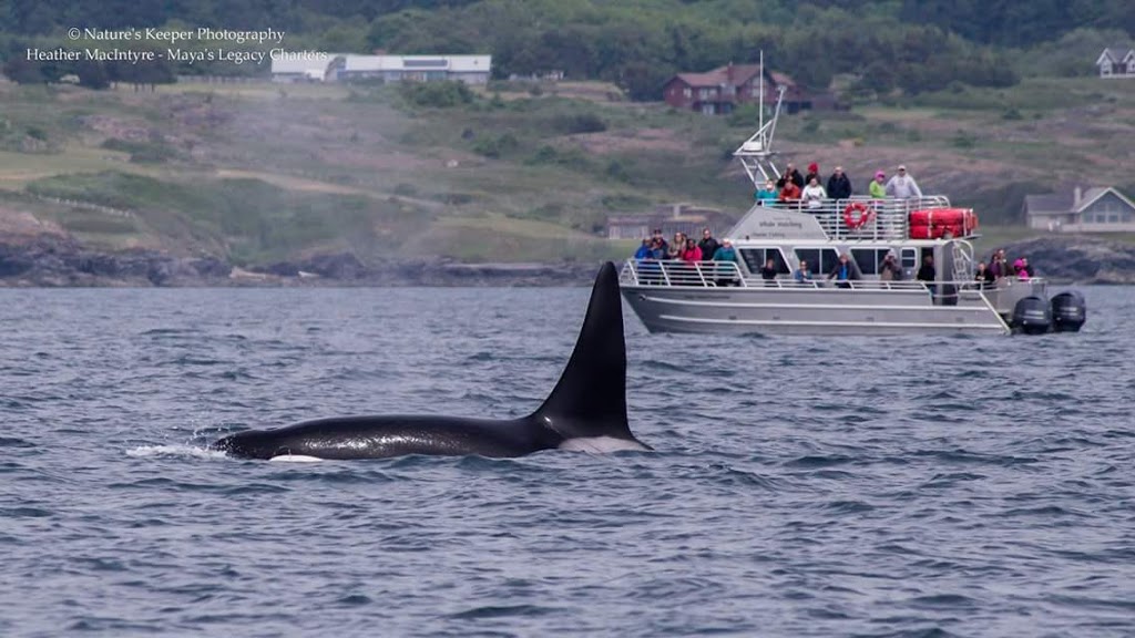 Blackfish Tours by Outer Island Expeditions | 2201 Skyline Way, Anacortes, WA 98221, USA | Phone: (360) 376-3711