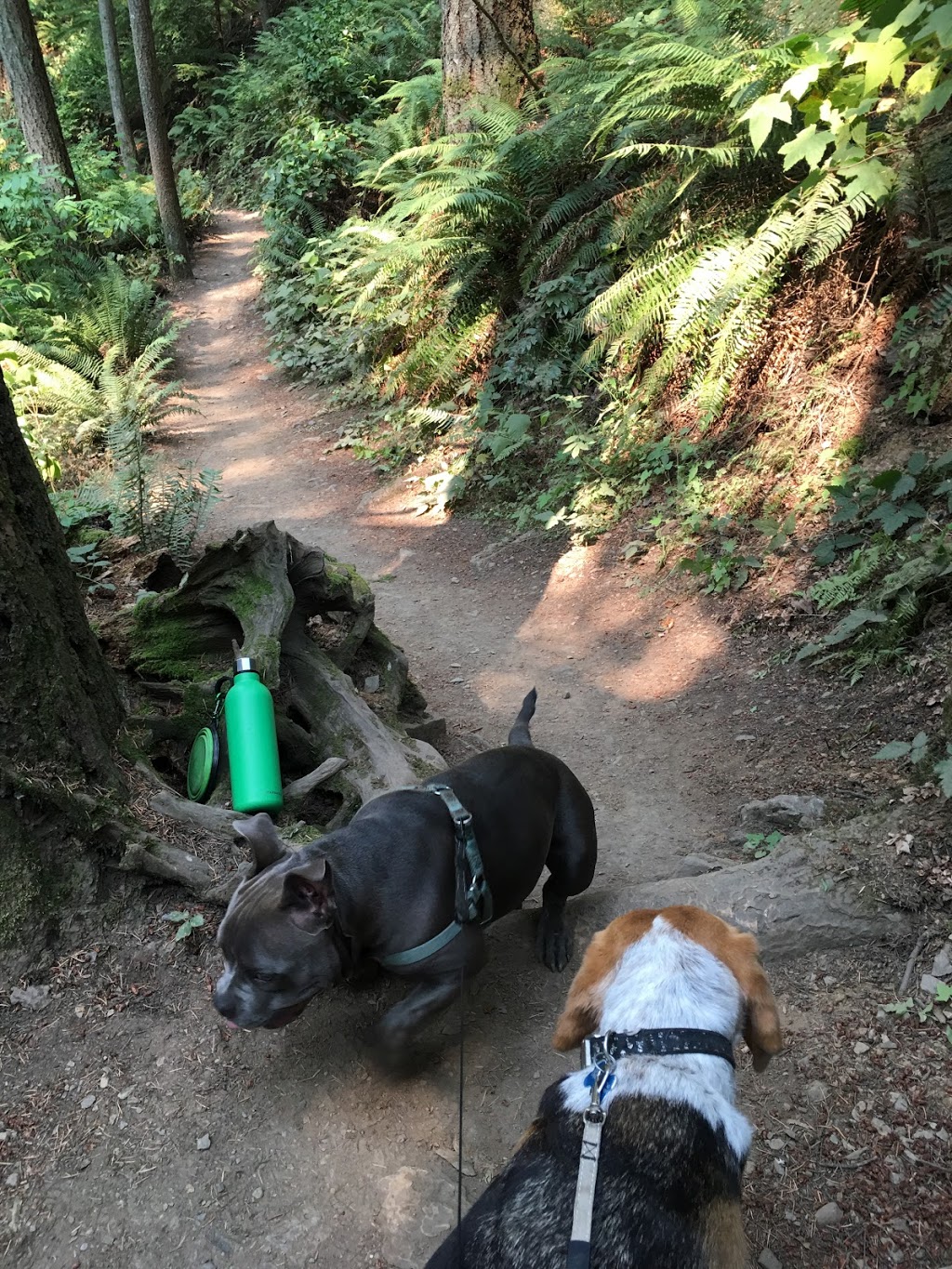 Oyster Dome Trailhead | Pacific NW Trail, Bow, WA 98232, USA