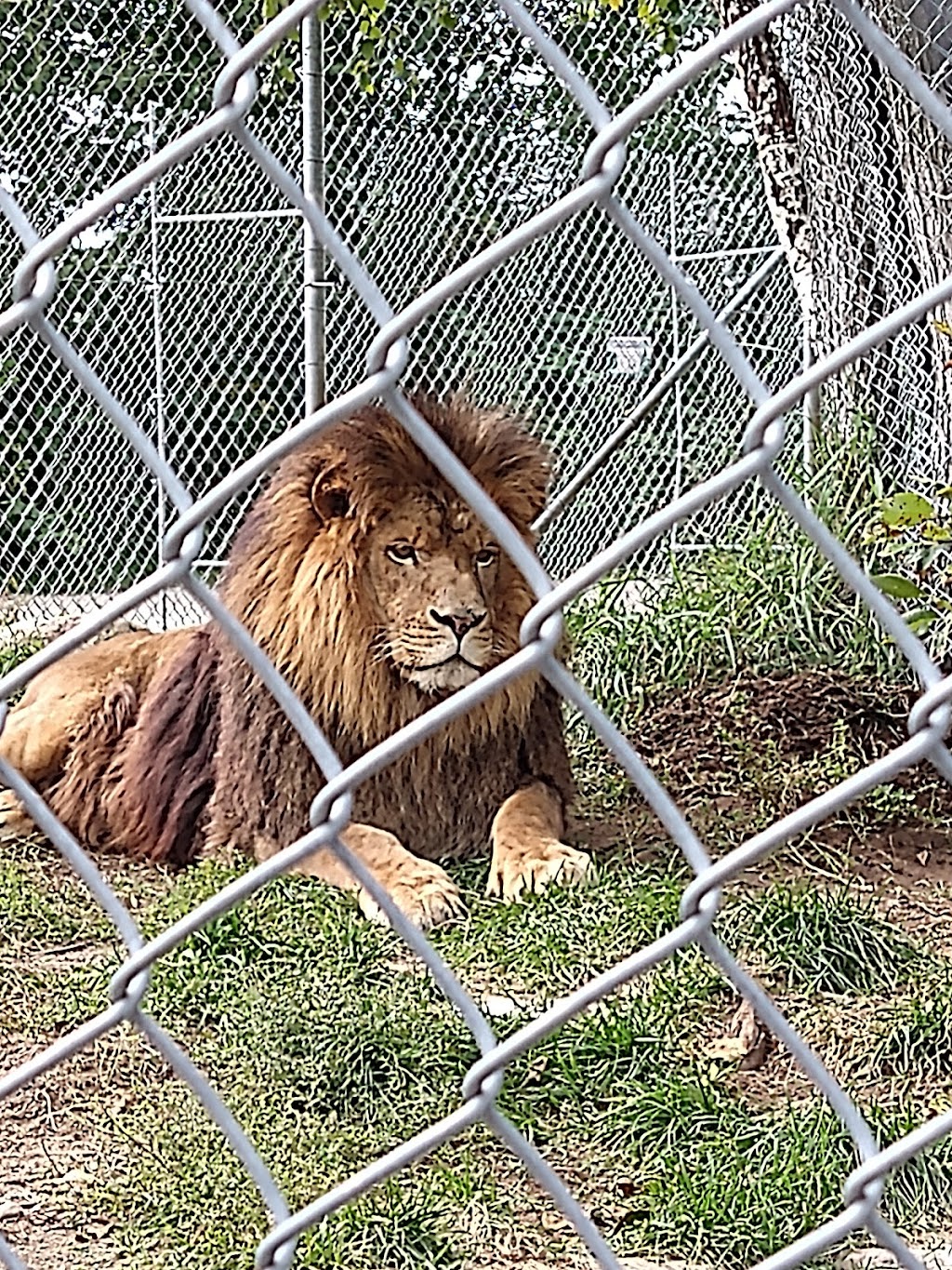Zoo Falardeau | 309 2e Rang, Le Fjord-du-Saguenay, QC G0V 1C0, Canada | Phone: (418) 673-4602