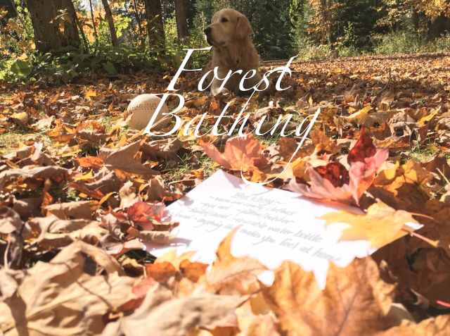 The Enchanted Forest Healing Centre | 2388 Cambrian Rd, Severn, ON L3V 1S8, Canada