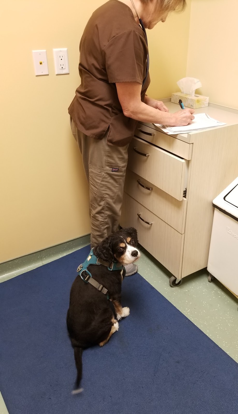 Fleetwood Veterinary Clinic | 17670 65a Ave #106, Surrey, BC V3S 5N4, Canada | Phone: (604) 576-6640