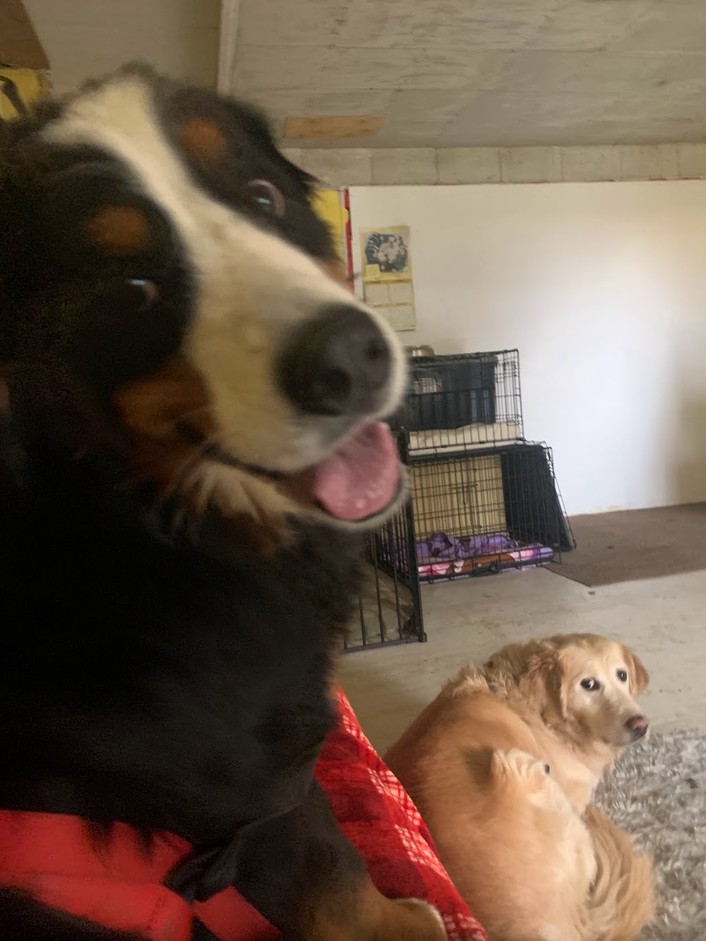 Little Britain Doggy Daycare | 950 Little Britain Rd, Little Britain, ON K0M 2C0, Canada | Phone: (647) 971-8770