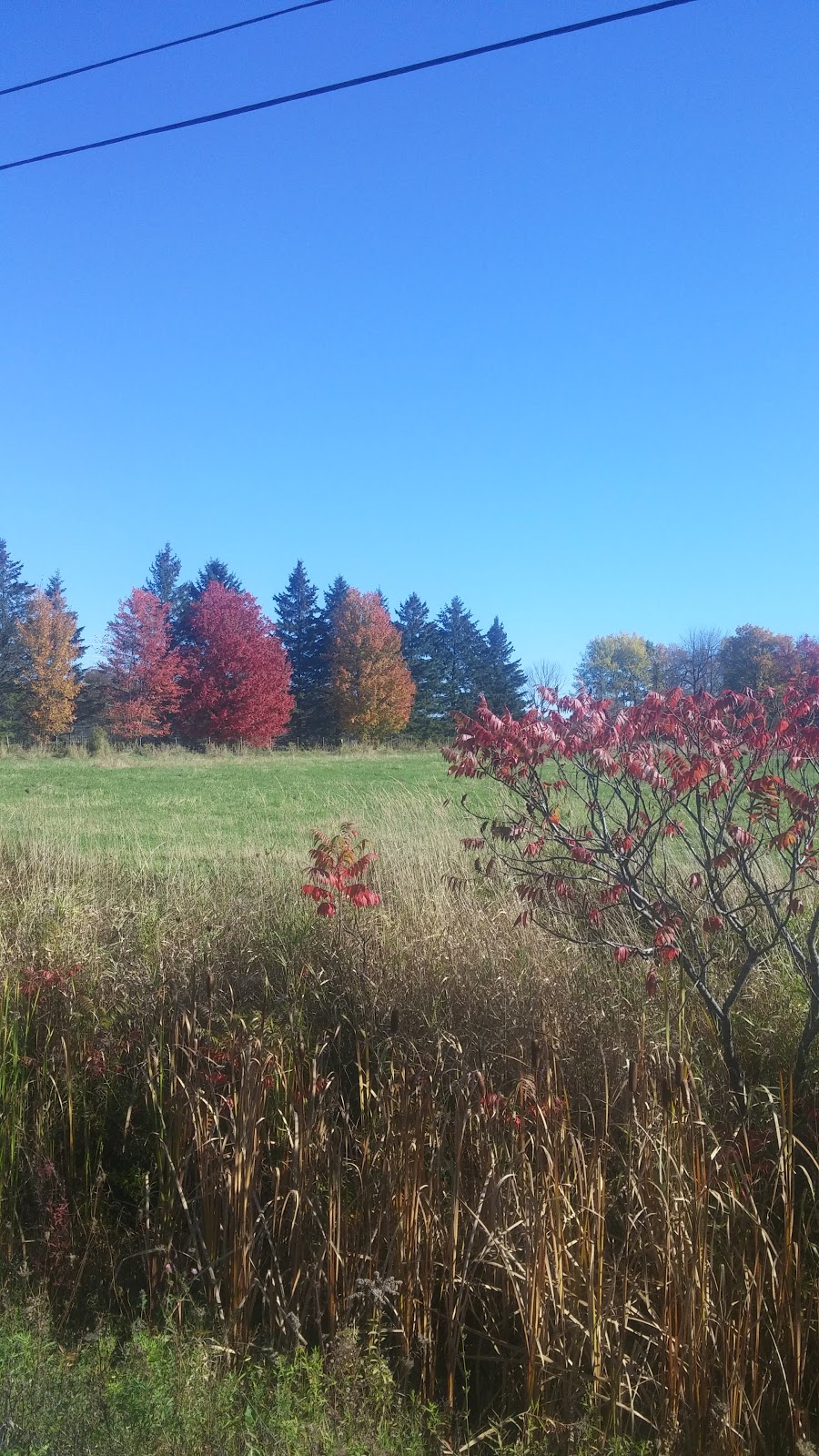 Rupert Hill | 124 Chem. Shouldice, Alcove, QC J0X 1A0, Canada | Phone: (819) 459-8622