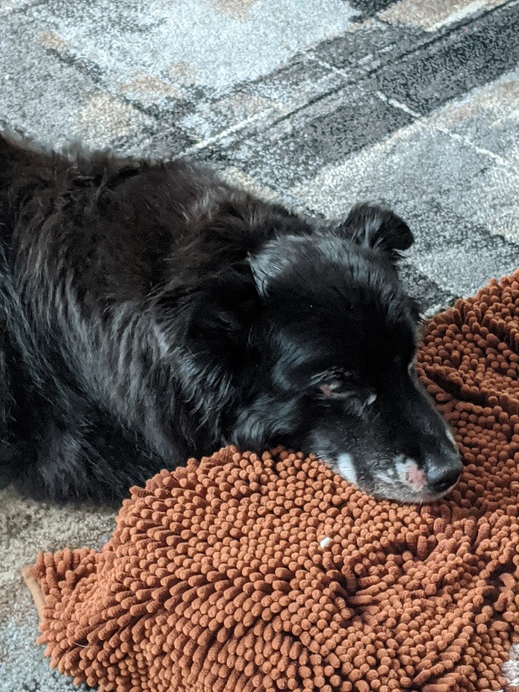 The British Groomer | 754988 55, Woodstock, ON N4S 7V9, Canada | Phone: (519) 532-7686