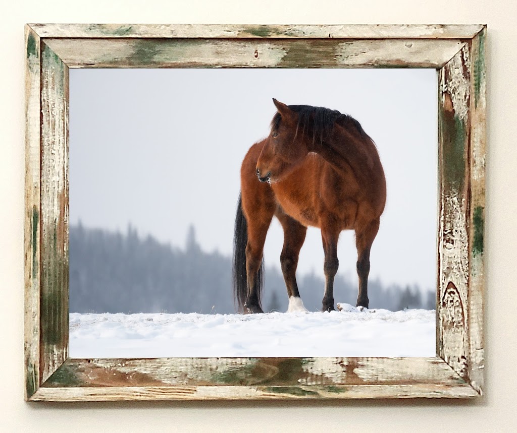 D. Dunning Fine Art Photography | 339 Willow Ridge Manor SW, Black Diamond, AB T0L 0H0, Canada | Phone: (403) 894-2635