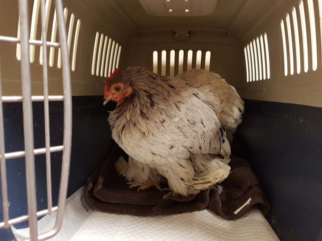 Lynwood Animal Hospital | 30 Stafford Rd #107, Nepean, ON K2H 8W1, Canada | Phone: (613) 820-0443