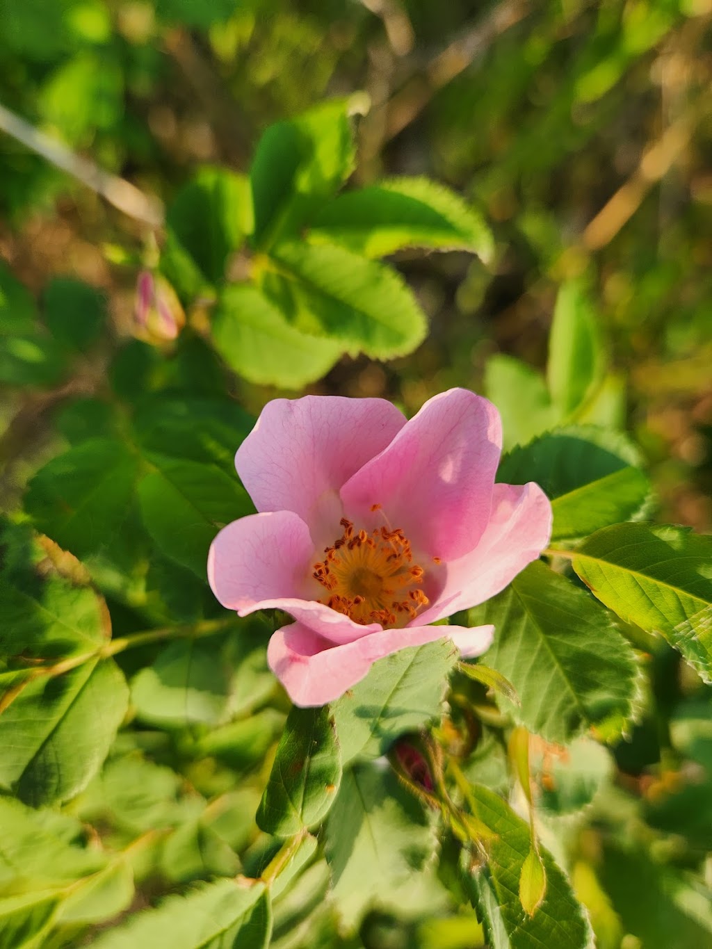 Woods Eye View Photography | 1243 St Charles Rd N, Lethbridge, AB T1H 4M3, Canada | Phone: (403) 634-0490
