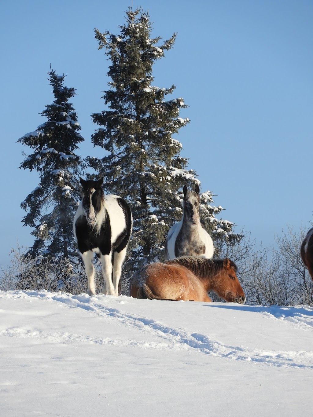 Centre Équestre Les Écuries Mistouk | 4251 Chemin St François, Alma, QC G8E 1A1, Canada | Phone: (418) 550-7514