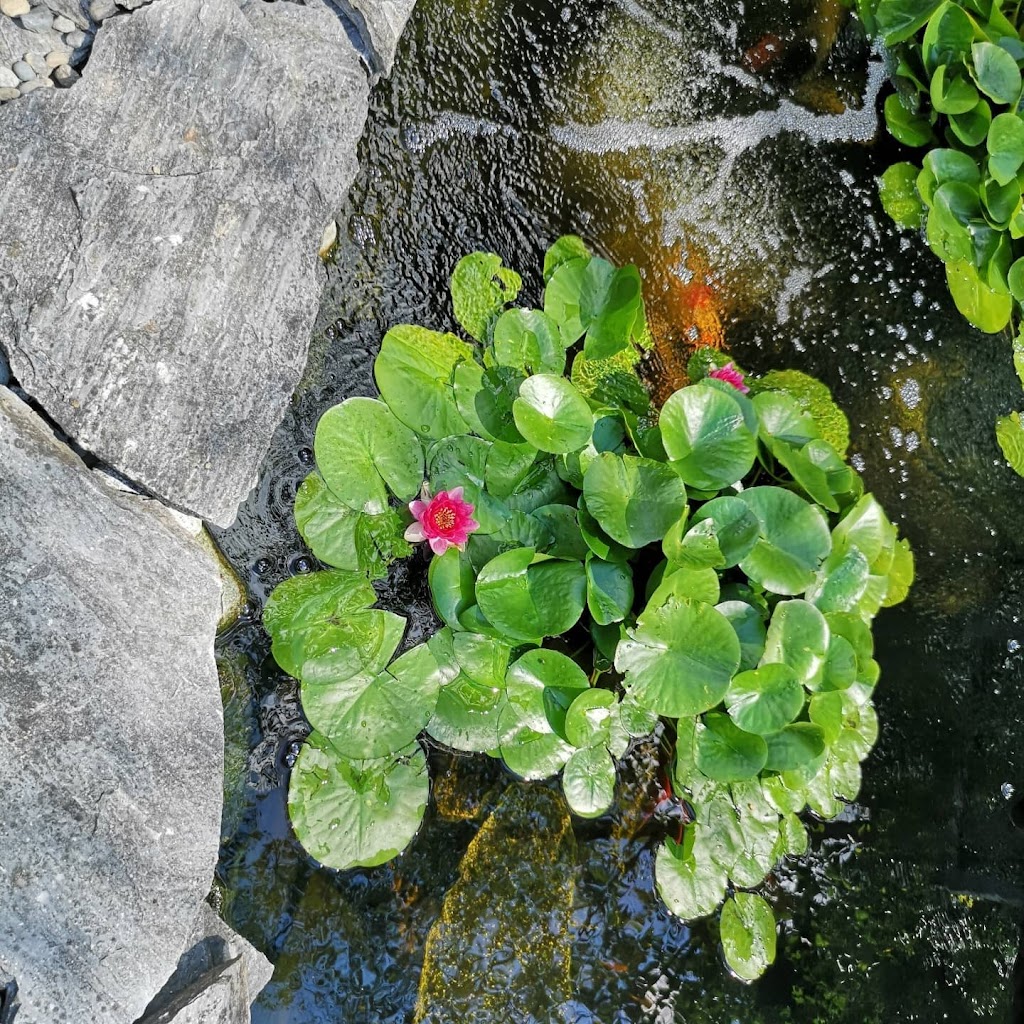 Pondcare.ca | 15447 80A Ave, Surrey, BC V3S 7X7, Canada | Phone: (604) 808-3908
