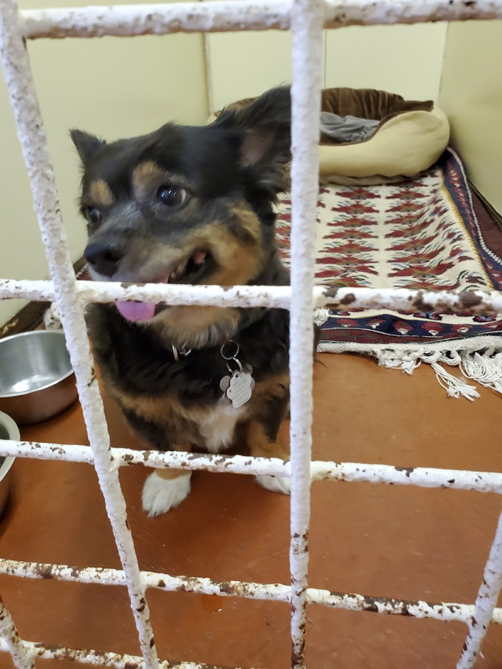 Pampered Pet Palace | 2798 S Talbot Rd, Cottam, ON N0R 1B0, Canada | Phone: (519) 733-5205