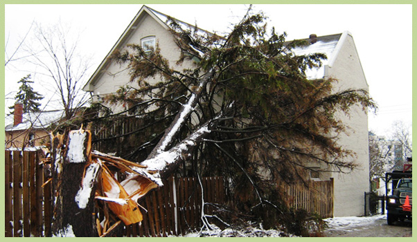 Pro Tree Service | 8071 4 Line, Angus, ON L0M 1B0, Canada | Phone: (705) 424-1141