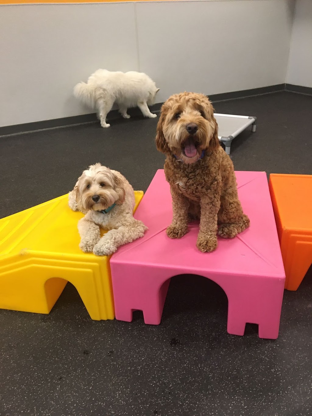 Dogtopia of Lionhead | 8265 Financial Dr Unit 1, Brampton, ON L6Y 1M1, Canada | Phone: (647) 317-1631