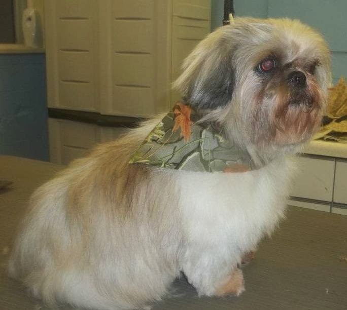Pooch Palace | 4845 Meyer Rd, North Tonawanda, NY 14120, USA | Phone: (716) 433-8776