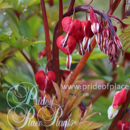 Pride of Place Plants | 6110 Old East Rd, Victoria, BC V8Y 1V6, Canada | Phone: (250) 652-6713