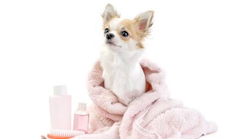 Centre Canin de LOuest | 1226 Chemin Ste Angélique, Saint-Lazare, QC J7T 4A3, Canada | Phone: (450) 455-2209