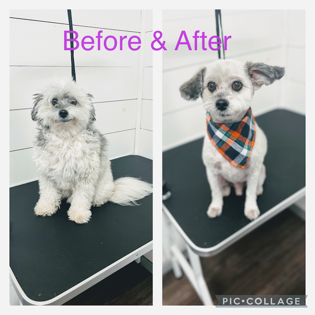 Chelsie Bows For Paws Dog Grooming Services | 5900 Jinkerson Rd, Chilliwack, BC V2R 0B2, Canada | Phone: (778) 322-4903