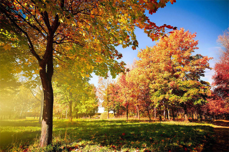Wilket Creek Recreational Trail | Unnamed Road, Toronto, ON M3C, Canada