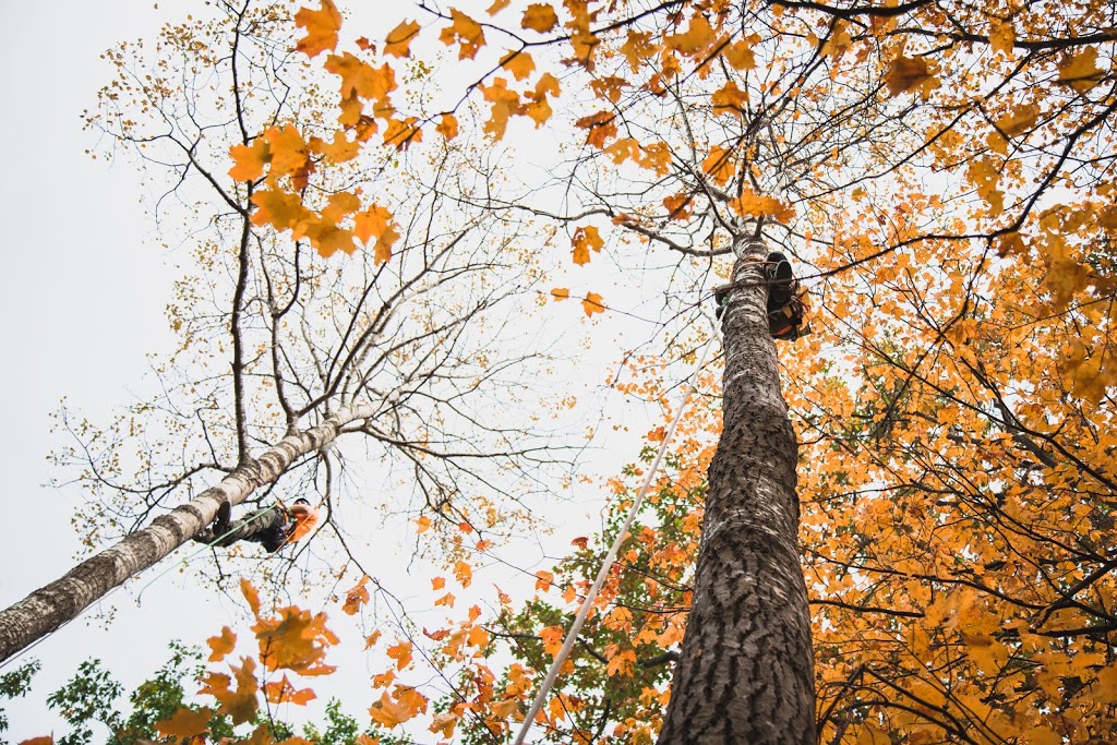 Rockwood Tree Services | 925 Bayly St Unit 28, Pickering, ON L1W 1L4, Canada | Phone: (647) 836-7060