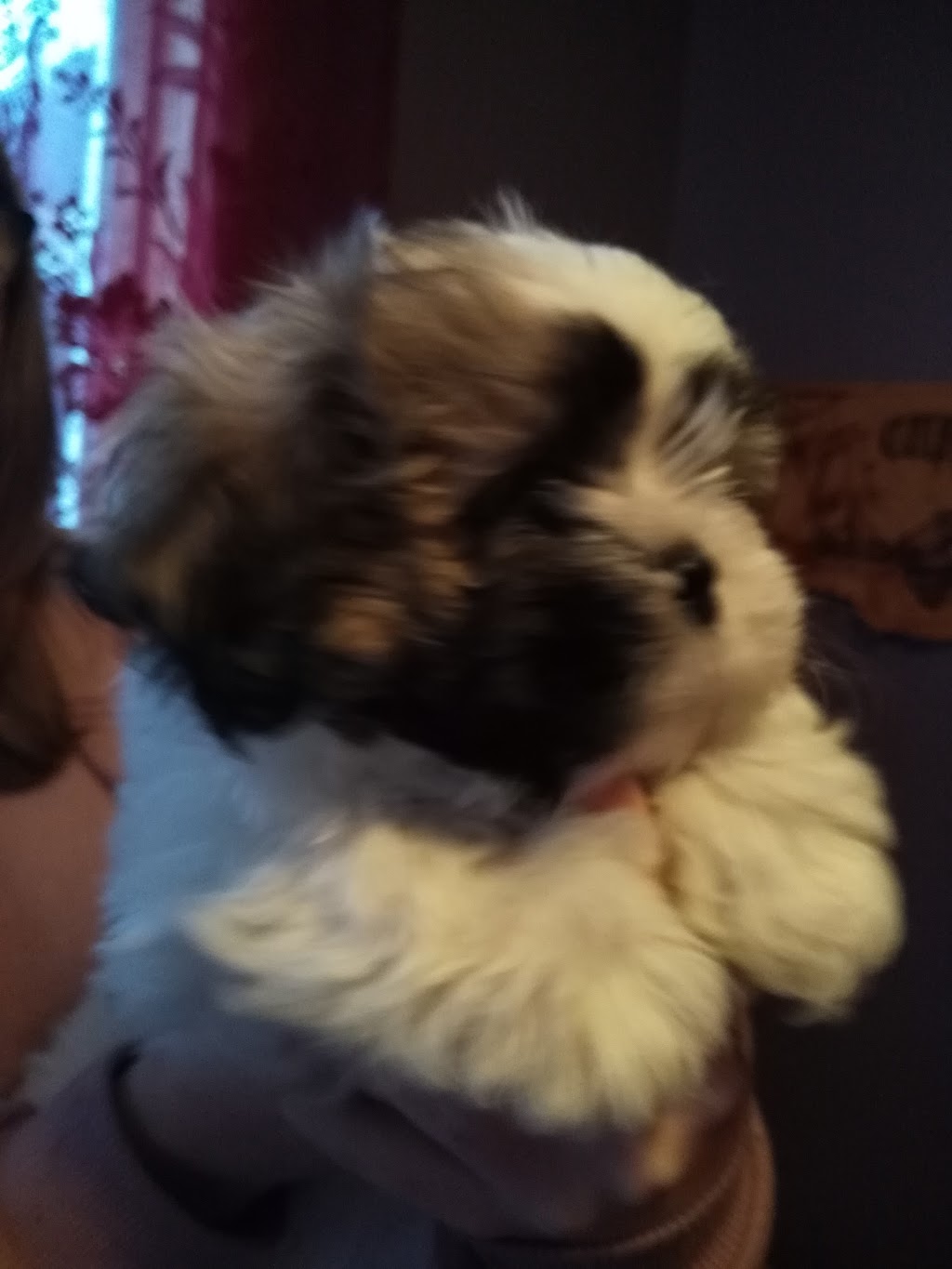 Pamper Your Pets | 1466 Mt Stephen Rd, Coldwater, ON L0K 1E0, Canada | Phone: (705) 686-7181