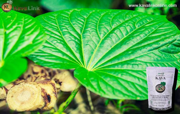 Kavalink - Premium Kava in Canada | 19457 72 Ave, Surrey, BC V4N 5Z4, Canada | Phone: (604) 671-2199