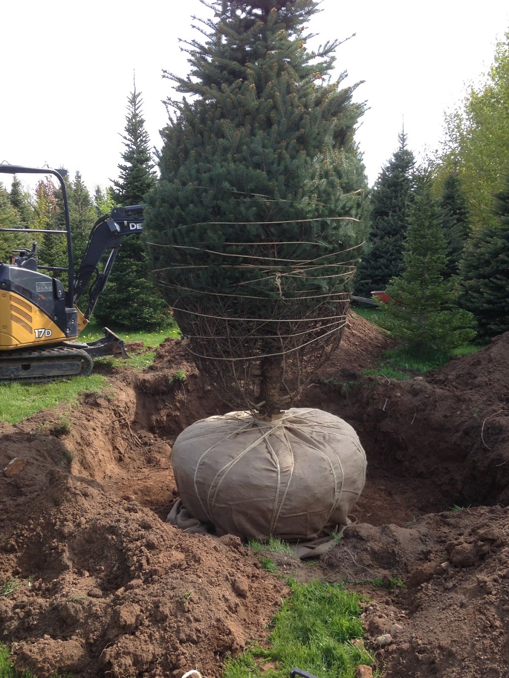 Cerelli Tree Farm | 8042 Appleby Line, Milton, ON L9T 2Y1, Canada | Phone: (905) 299-9677