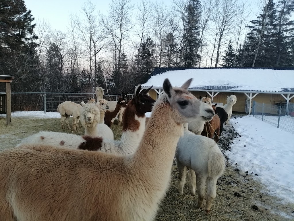 Alpaga Bersi | 2022 Rte Sainte-Geneviève, Canton-Tremblay, QC G7H 5B2, Canada | Phone: (418) 690-0896