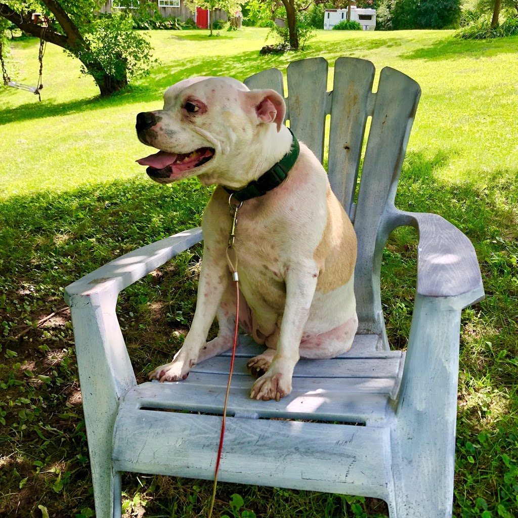Oshawa Dog Club | 3015 Ritson Rd N, Oshawa, ON L1H 0P7, Canada | Phone: (289) 645-4040