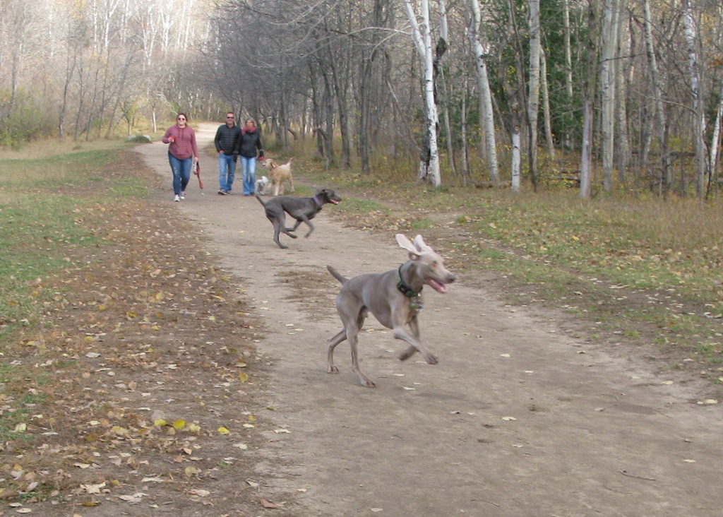Dogawalk Adventures | 2592 Concession Rd 12, Pakenham, ON K0A 2X0, Canada | Phone: (613) 793-7347