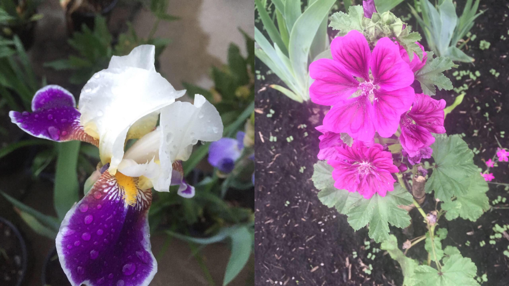 Mackenzie Landscaping Ltd. | 5906 56 Ave, Red Deer, AB T4N 4R2, Canada | Phone: (403) 505-3033