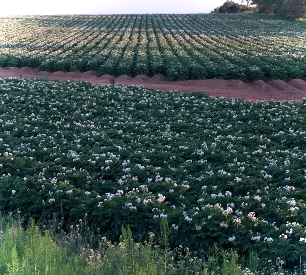 PEI Potato Blossom Festival Inc | OLeary Rd #454, OLeary, PE C0B 1V0, Canada | Phone: (902) 726-3300