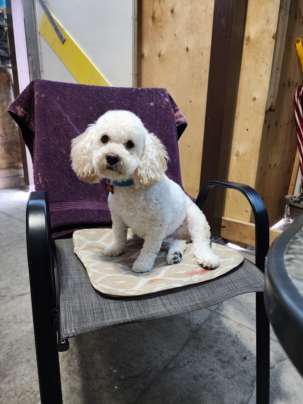Amazing Pet Grooming | 383 Elgin St N Unit #1, Cambridge, ON N1R 8C1, Canada | Phone: (647) 368-7220