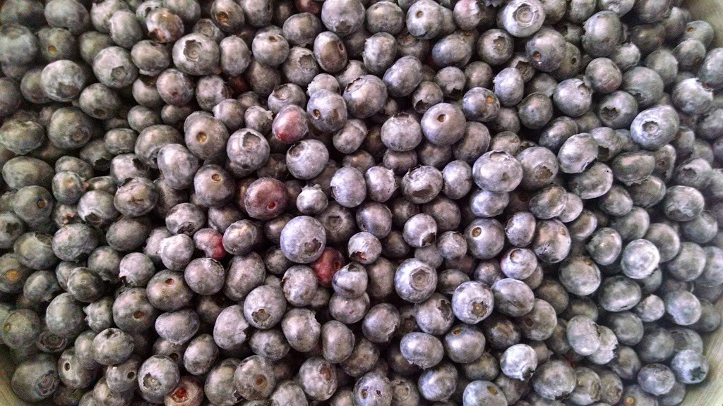 Hannah Blueberries | 7892 Enterprise Rd, Ferndale, WA 98248, USA | Phone: (360) 366-1070