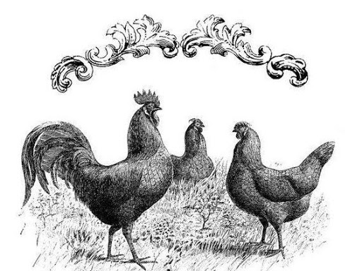 Beacon Hill Farm Market | 919 County Rd 23, Tiverton, ON N0G 2T0, Canada | Phone: (519) 368-4881