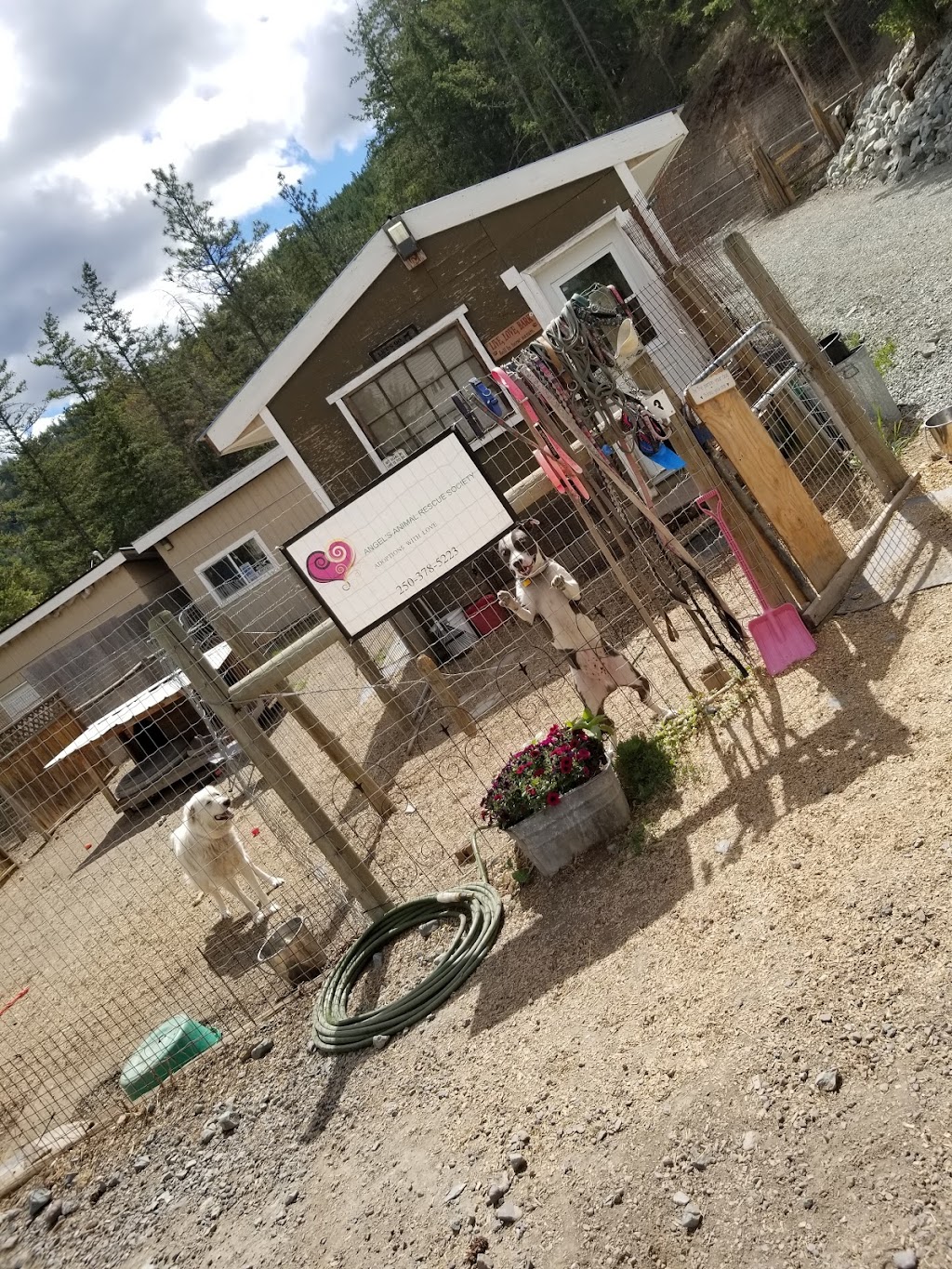 Angels Animal Rescue Society | 2460 Torgerson Rd, Merritt, BC V1K 1B8, Canada | Phone: (250) 378-5223
