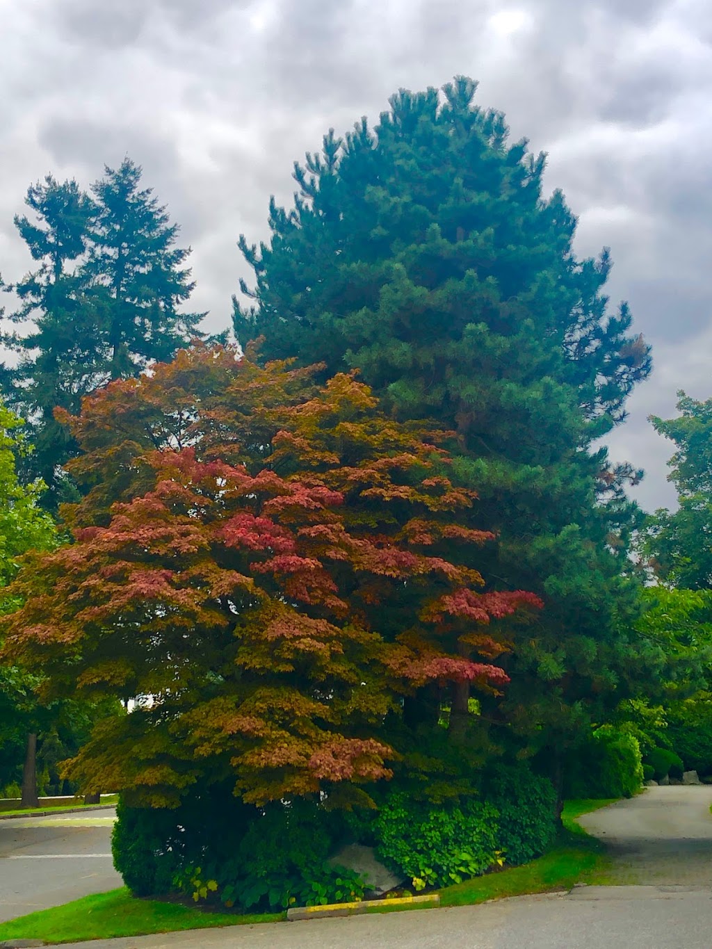 Momiji Gardens | 2901 BC-7A, Vancouver, BC V5K 2A1, Canada | Phone: (604) 873-7000