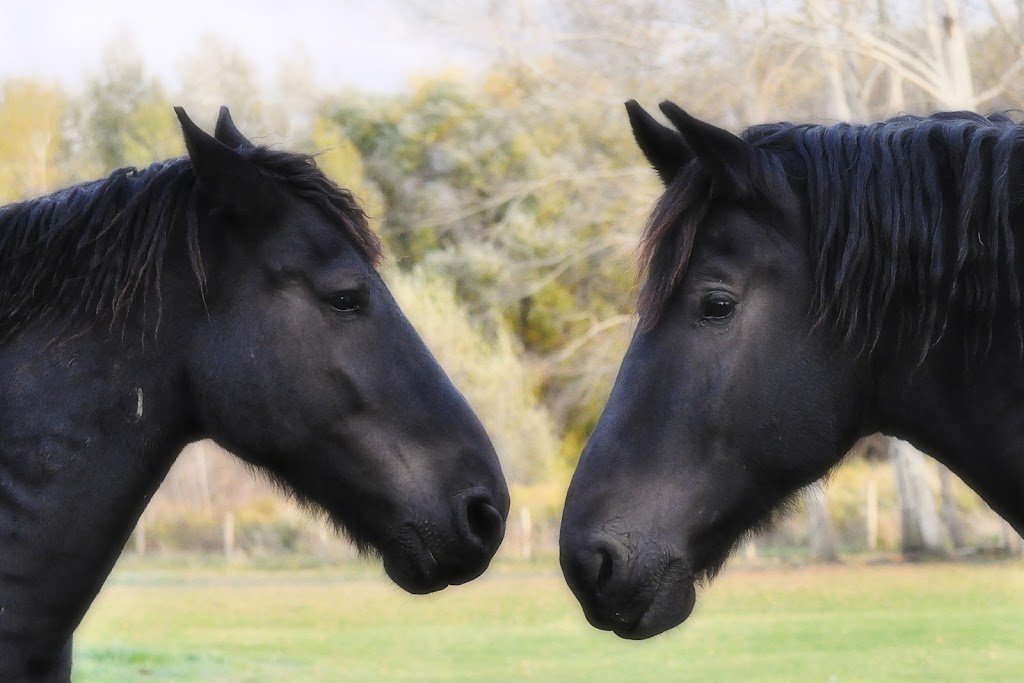 Hockley Valley Farm | 307509 Hockley Rd, Mono, ON L9W 6M9, Canada | Phone: (905) 715-0520